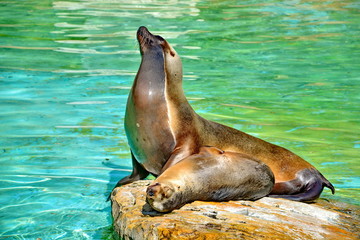 Naklejka premium Seehunde, #8503