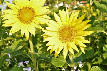 Natur-Gärten-Blumen