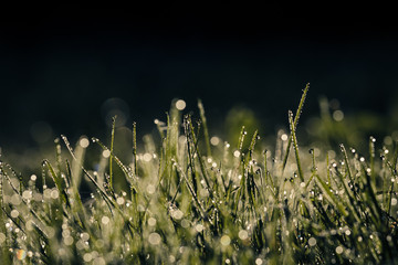 Summer meadow, green grass field in warm sunlight, nature background concept