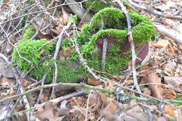 ein alter Schuh, von der Natur mit Moos &uuml;berzogen