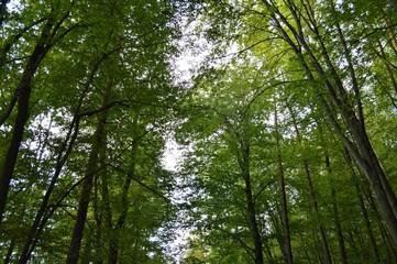 Natur