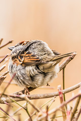 Male or female house sparrow or Passer domesticus is a bird of the sparrow family Passeridae, found in most parts of the world