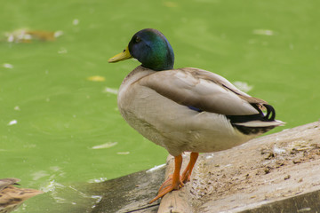 Obraz premium Un canard de la Plaza de España