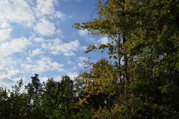 Obraz premium Natur-wald