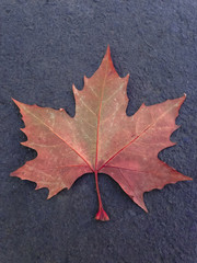 A dried red leaf of maple fallen on the ground in autumn, in the city of Canela, Brazil