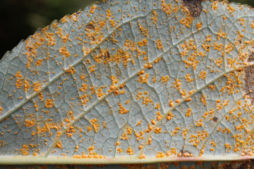 Poplar rust caused by Melampsora sp. on green leaf of Balsam poplar or Populus balsamifera