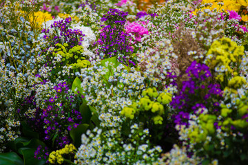 Fototapeta premium Many beautiful flowers bring together beautifully.