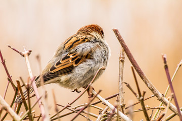 Male or female house sparrow or Passer domesticus is a bird of the sparrow family Passeridae, found...