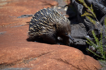 Australian echidna, the spiny anteater, Tachyglossus aculeatus, searching for ants on sandstone rocks, Royal National Park, Sydney, NSW, Australia