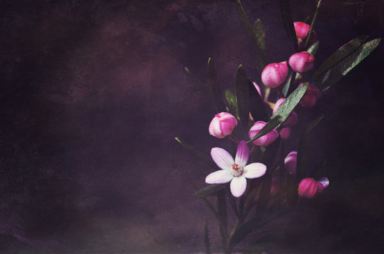 Grunge vintage style textured moody background of Australian native Pink Waxflowers, Eriostemon australasius, family Rutaceae