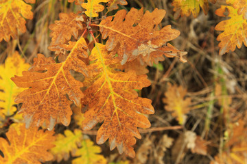 Red and yellow oak autumn leaves on the branch of tree