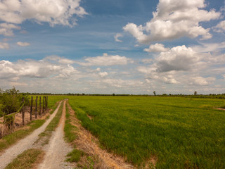 Fototapeta na wymiar walkway into the green rice field in sunny day