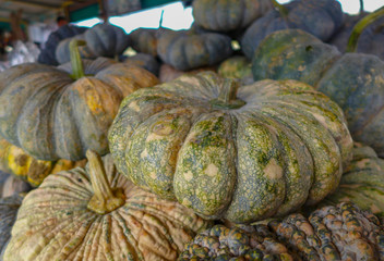 closeup pumkin in the market