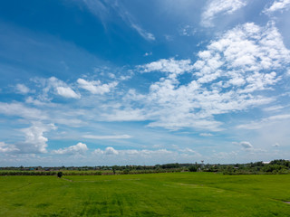 beautiful green rice field on blue sky with cloud background