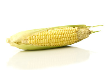 organic ear of corn on a white