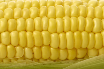 organic ear of corn on a white