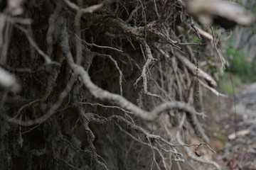 tree roots