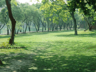 trees in the park