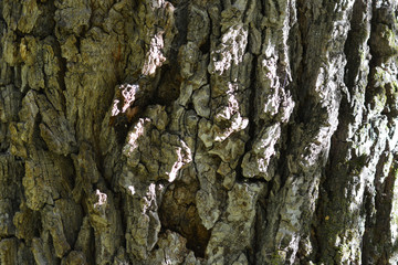 bark of a tree
