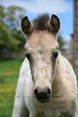 Obraz premium Cute foal