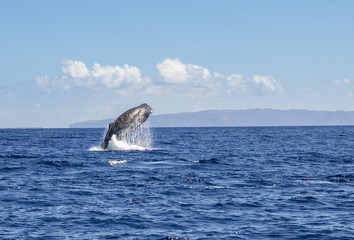 The sperm whale (Physeter macrocephalus) or cachalot is the largest of the toothed whales and the largest toothed predator. Jump out of the blue ocean water, nature outdoors in Atlantic ocean.