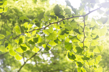 山梨、昇仙峡#8