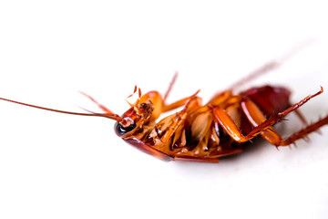 Cockroach on white isolated background.
