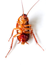 Cockroach on white isolated background.