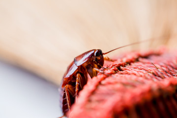 Cockroach on brown broom.