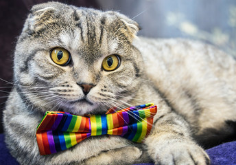 Scottish fold cat in a tie butterfly rainbow colors. gaze of the cat