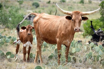 Texas Longhorn cattle portrait
