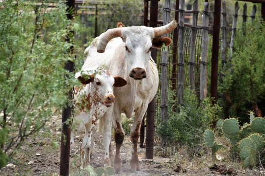 Texas Longhorn cattle portrait