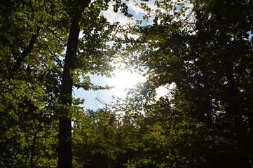 Fototapeta premium Natur