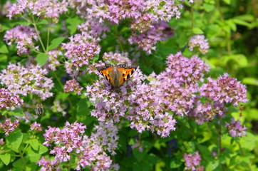 Butterfly Aglais urticae on the flowers of oregano (lat. Origanum vulgare)