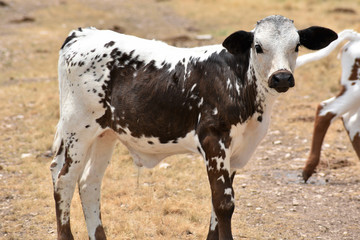 Texas Longhorn cattle portrait