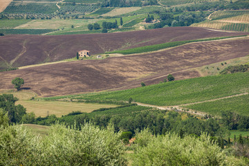 Fototapeta na wymiar Olive groves and house in the rolling Tuscan countryside, Italy
