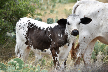 Texas Longhorn cattle portrait