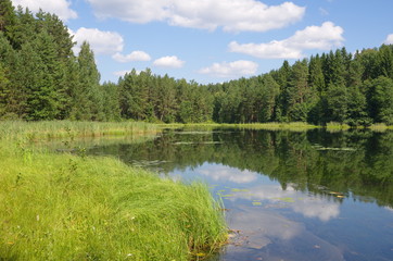 Fototapeta na wymiar Nature of Seliger. Lake Dohlets in Tver region on a Sunny summer day