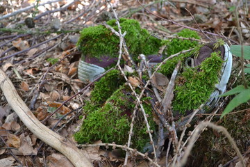 alte Turnschuhe, von der Natur mit Moos überwachsen