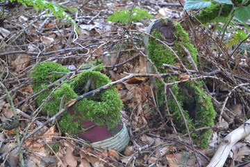 alte Turnschuhe, von der Natur mit Moos &uuml;berwachsen