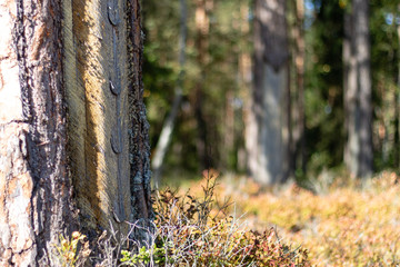 An old method of softwoods in central europe. Cut pine bark and a cup to collect resin.