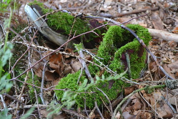 alte Turnschuhe, von der Natur mit Moos überwachsen