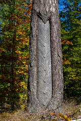 An old method of softwoods in central europe. Cut pine bark and a cup to collect resin.