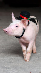 lustiges kleines Schwein mit Hut, Rauchfangkehrer Ferkel, Glücksbringer