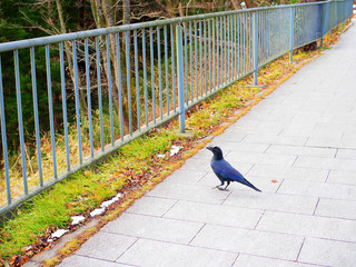Big Japanese black crow bird standing on white stone ceramic tile footpath looking up to blue green old fence to jump, with short green grass, yellow brown fallen leaves, melting snow, near tree park