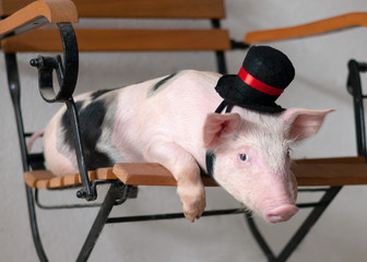 süßes kleines Schwein liegt am Sessel, Haustier, Ferkel mit Hut