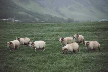 A flock of sheep grazing in a green grass meadow in Iceland