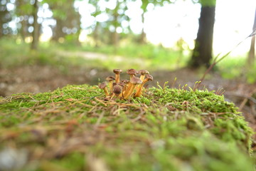 Hallimasch - kleine Pilze ganz groß