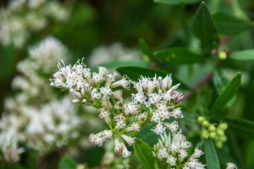 White wildflowers along the nature trail!
