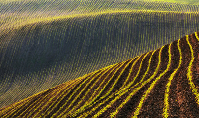 picturesque hilly field. golden ground of corrugated field